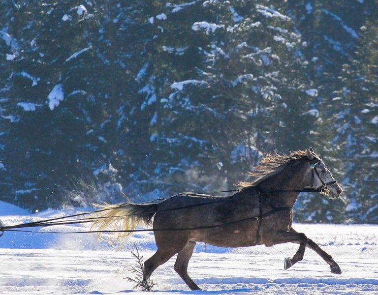 Gliding on skis